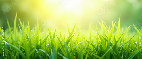 Fresh Green Grass in Sunlight