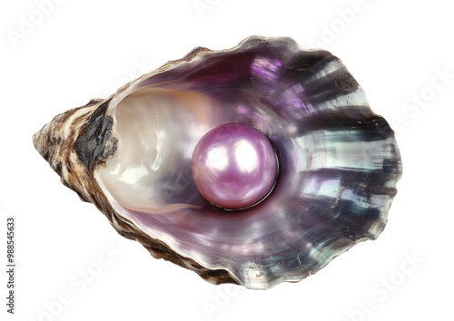 Shiny pearl in the purple iridescent oyster shell isolated transparent png