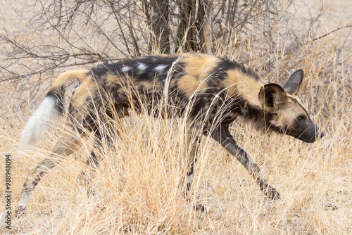 Camouflaged endangered African Wild Dog or Painted Dog ( Lycaon pictus) hunting in thornveld savannah, Kruger National Park, Limpopo, South Africa.