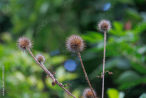 dry fruit of the slender card in front of a soft green blurred background in autumn