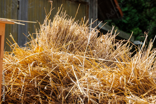 Harvested sheaves of grain on a harvest cart with bright golden straw in the sun