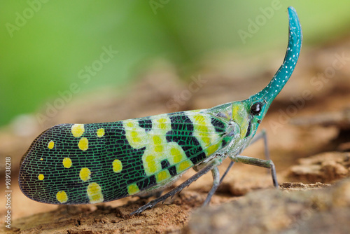 Green Snout Lanternfly, Pyrops viridirostris, Thailand