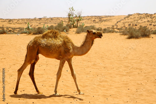 Dromedario en Esauira, Marruecos