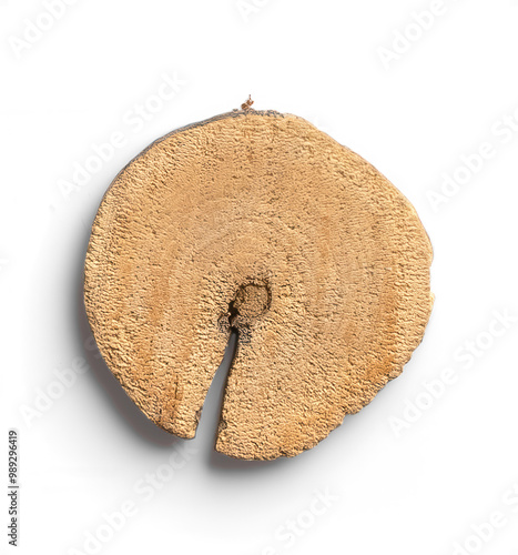 Circular Tree Branch Slice with Natural Textures