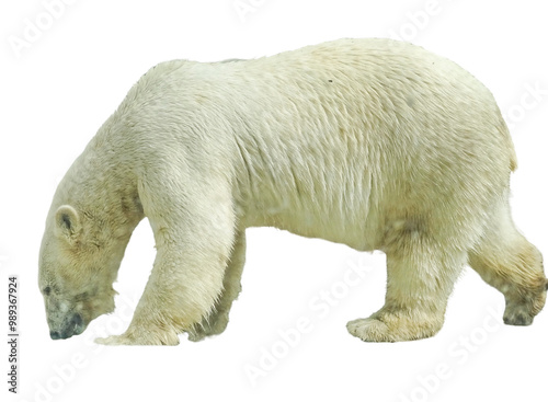 Polar bear isolated on white background