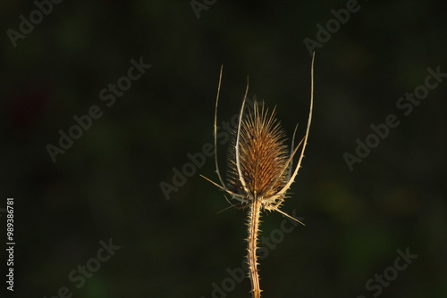 Close up of a Wild Teasel (Dipsacus fullonum) that is dried. Dry wild teasel. Beautiful floral background 