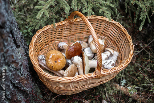 Wicker basket with picked Porcini mushrooms (lat.: Boletus Edulis) in the forest at autumn