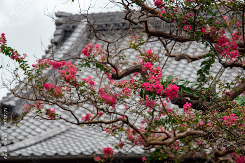 鎌倉249 本興寺4 百日紅