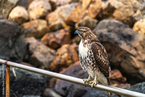 Close-up of Red-tailed Hawk (Buteo jamaicensis)