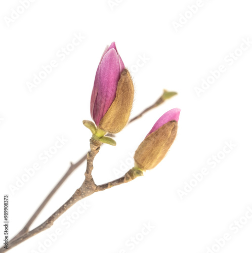 pink magnolia flower isolated on white background