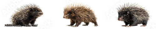 Three adorable baby porcupines with spiky quills are shown against white background, highlighting their unique features and curious expressions. 