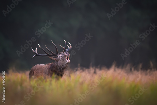 Deer male buck ( Cervus elaphus ) during rut