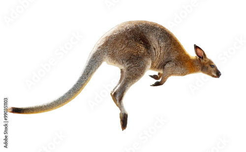 Kangaroo isolated on white background