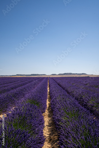 Campo de lavanda en flor