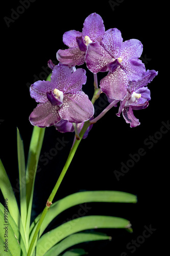 Vanda tessellata x V. Krailerk #2, a purple spotted vanda orchid hybrid