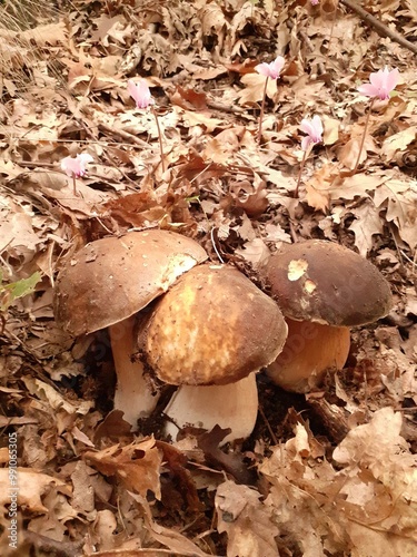 Gruppo di funghi porcini nel bosco, primo piano