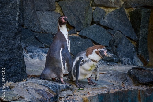 Penguin in the zoo enclosure