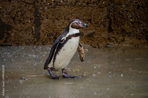 penguin on the rocks