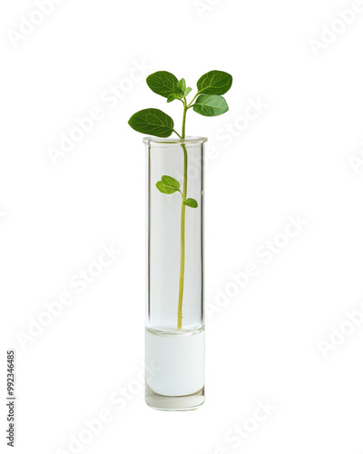 Green plant in a test tube on a white isolate background.