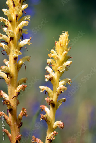 Yellow specimens of the parasitic plant broomrape (Orobanche sp).