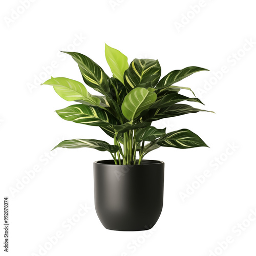 Lush Green Indoor Plant In Black Pot Isolated On White Background