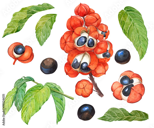 Illustration of guarana watercolor set. Organic superfood guarana. Paullinia cupana with plant branch, leaves, fruits and seeds. Food additive, source of caffeine, energy drink. Botanical illustration