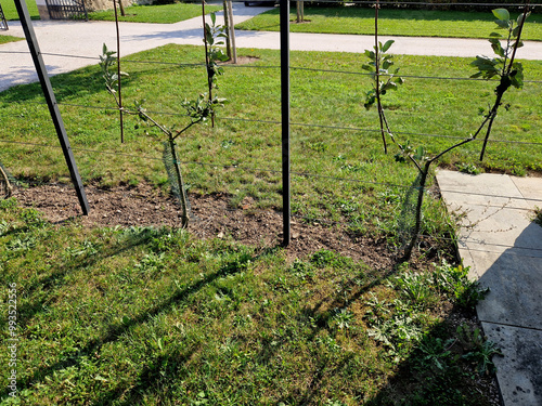 apple trees grown in flat vertical palmettes. branching at sharp angles. a strip of flowerbed with a curb of paving granite blocks. undergrowth under the berries of wild strawberries