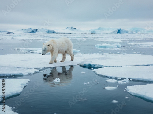 polar bear on ice