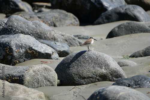 Sanderling sitzt ruhend auf einem kleinen Felsen an der Strandküste von Vancouver Island