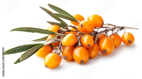 sea buckthorn isolated on white background 