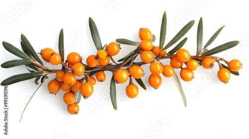 sea buckthorn isolated on white background 