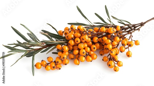 sea buckthorn isolated on white background 