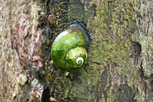 A giant land snail with green algae on shell surface has clung on to a trunk surface