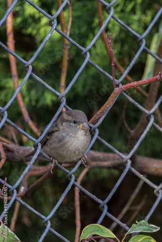 sparrow on a fence