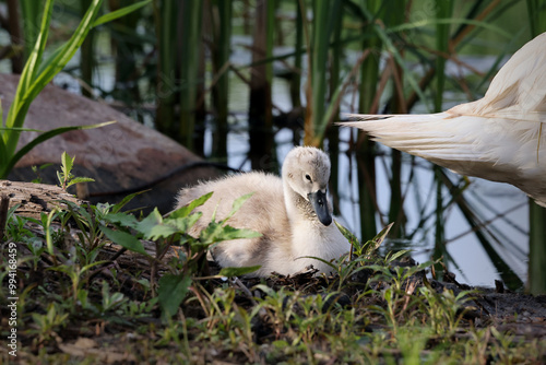 Cute and fluffy mute swan cygnet Cygnus olor resting along the edge of a marsh