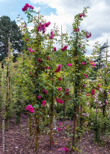 A vigorous rambler with glossy dark green foliage. Carmine pink, double medium-sized flowers in clusters