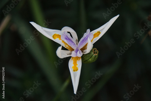 A white flower with yellow and purple petals