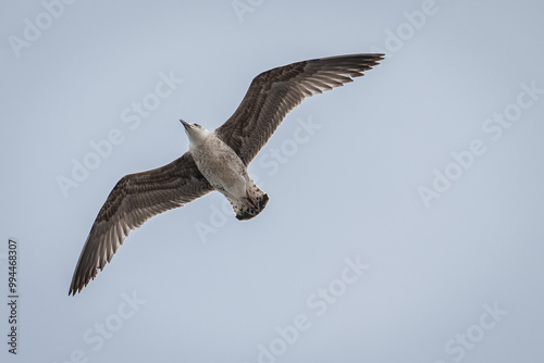 Gaivotas a voar sobre a Ria de Aveiro, Portugal