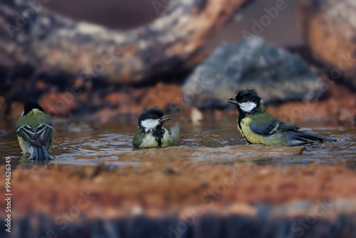 carbonero común -parus major