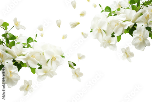 PNG Photo of flying jasmine flowers blossom plant petal.