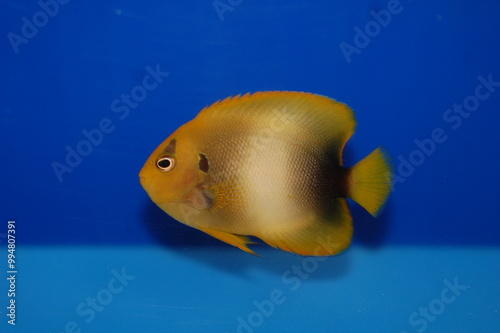 African Angelfish, Guinean Angelfish (Holacanthus africanus)