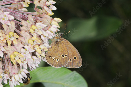 Brauner Waldvogel, Aphantopus hyperantus