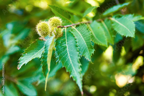 Macro photo of green chestnut burrs with leaves taken in early September before ripening.