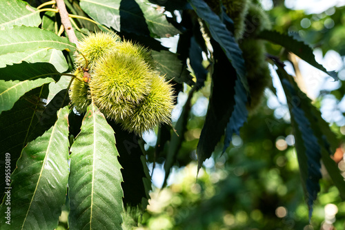 Macro photo of green chestnut burrs with leaves taken in early September before ripening.