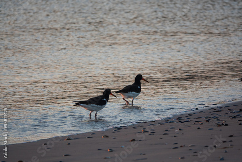 Zwei Austernfischer am Abend an einem Strand der Nordsee in Skandinavien