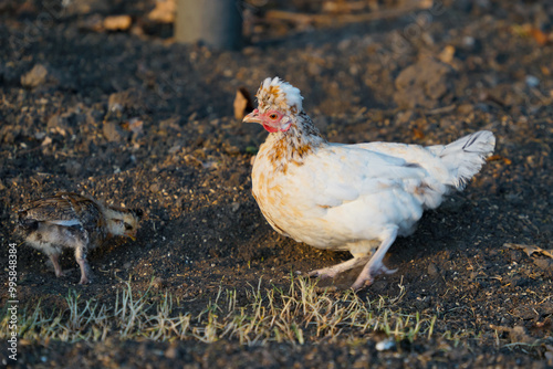 Nice curly hen in the poultry yard.