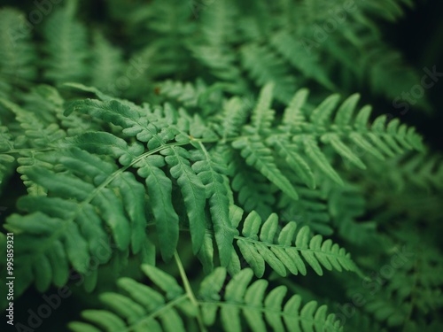 シダ植物の葉