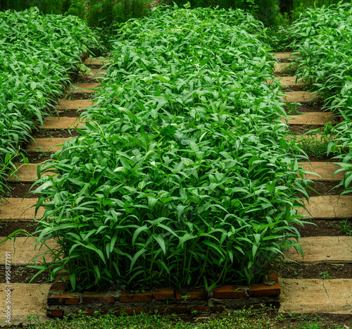 water spinach plants or Ipomoea aquatica are grown and raised for consumption purposes.