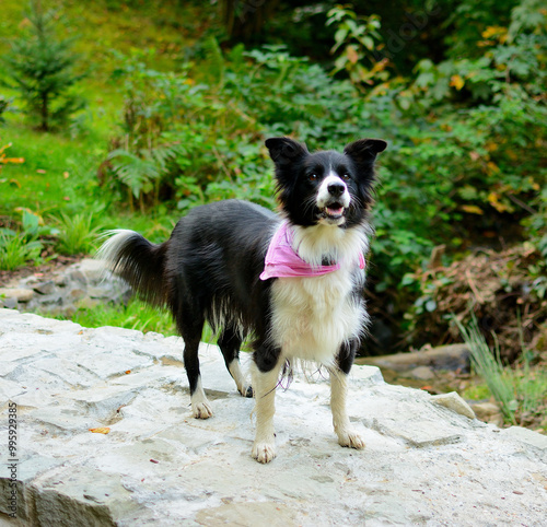 Pies rasy Border Collie na leśnym spacerze