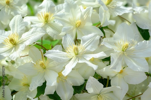 Huldine clematis lots of medium sized pearly white flowers yellow stamens on white twigs